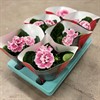 SINNINGIA 12 CM PINK SPOT 1X6